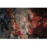 Jedwabny / wełniany dywan z Indii Jaipur Galaxy Design 200x300cm vintage