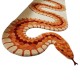  Wycinany nieregularny dywan Optimistic Snake OS-284 Orange, 100% wełna, ręcznie wykonany, przycinany
